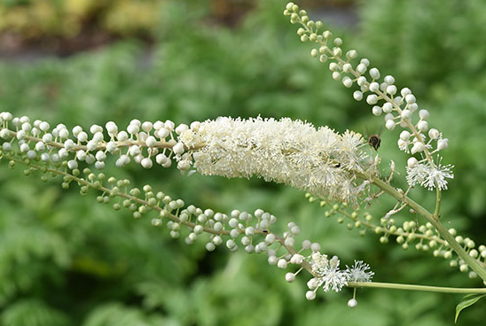 호르몬 요법 부담 갱년기 여성, 비합성호르몬 전문약이 대안